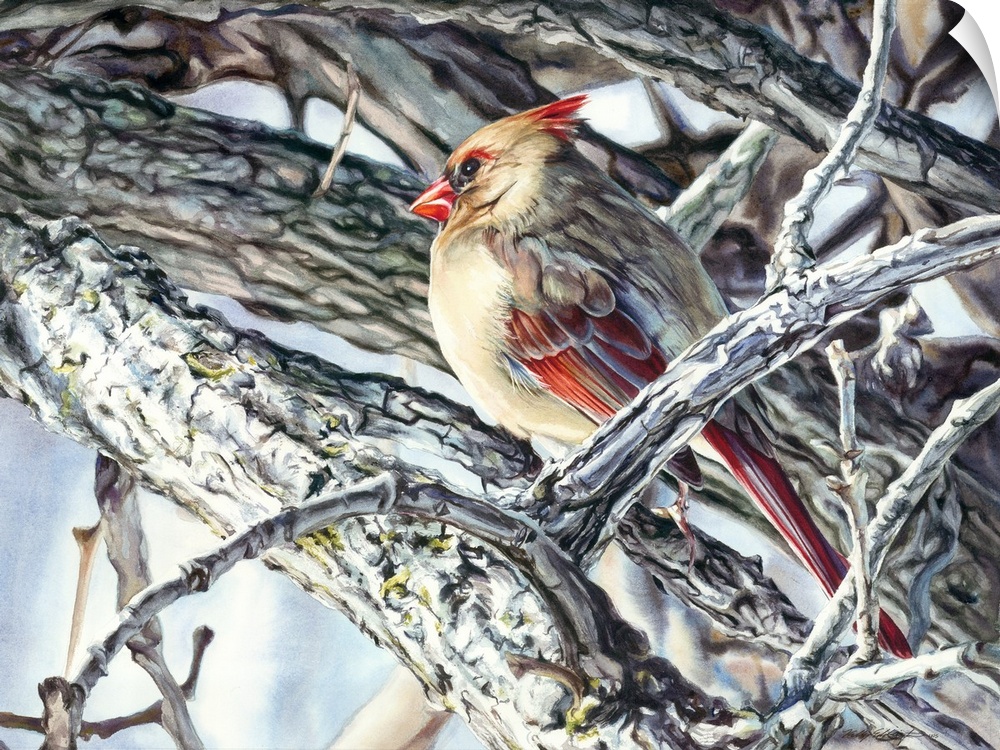 Watercolor painting of a female cardinal in winter on a tree.