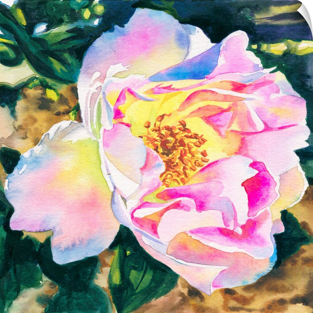 Square watercolor painting of a White Rose with pink accents.