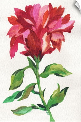 Cranberry Iris
