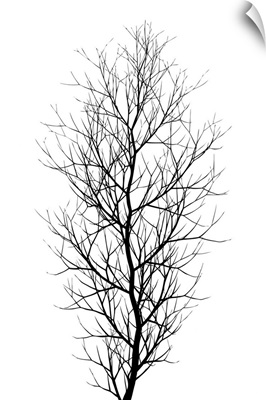 The Tree - Black
