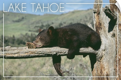 Bear Cub with Pinecone, Lake Tahoe, California