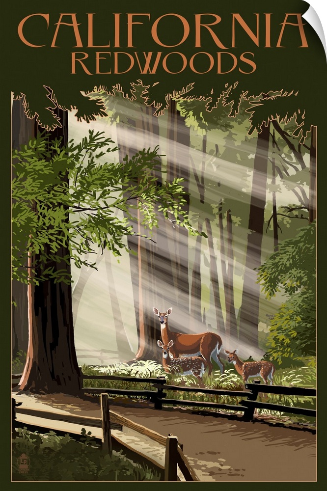 California - Redwoods & Deer