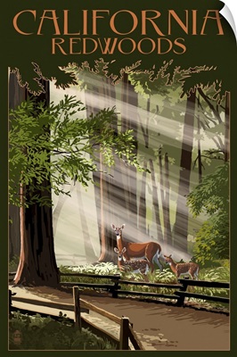 California - Redwoods & Deer