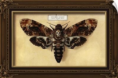 Death's Head Moth: Retro Art Poster