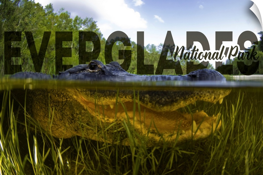 Everglades National Park, Crocodile Portrait: Travel Poster