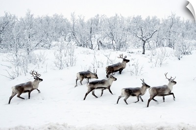 Reindeer In Snow