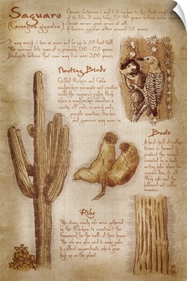 Saguaro Cactus, da Vinci Style