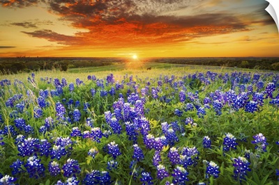 Texas Bluebonnet Flower Field & Sunset