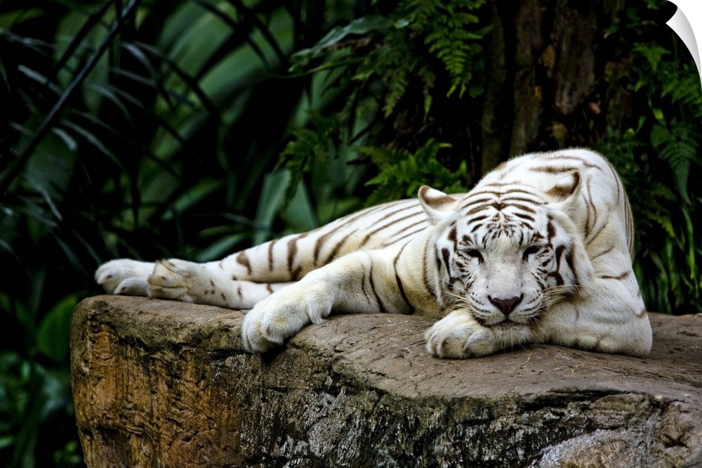 White Tiger Laying Down
