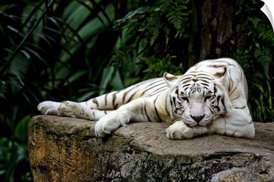 White Tiger Laying Down