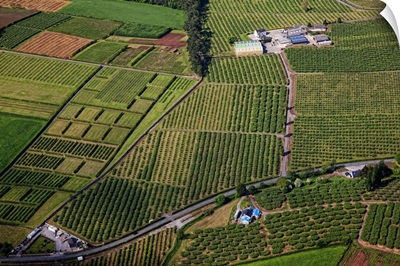 Apple Orchards, Loughgall, Great Britain, UK