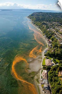 Red Tide Blooms Along Puget Sound, Normandy Park, WA - Aerial Photograph