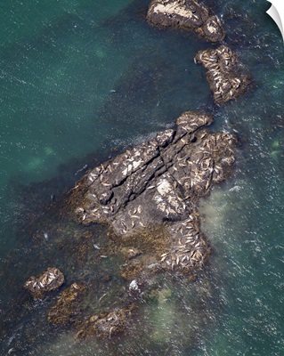 Seals Sun Bathing, Downeast, Maine, USA - Aerial Photograph