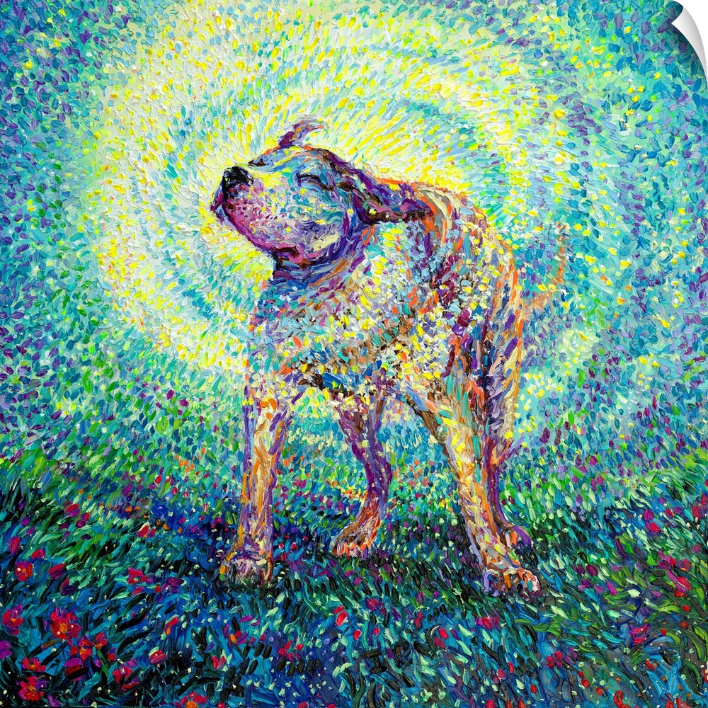Brightly colored contemporary artwork of a pitbull shaking off water in flowers.