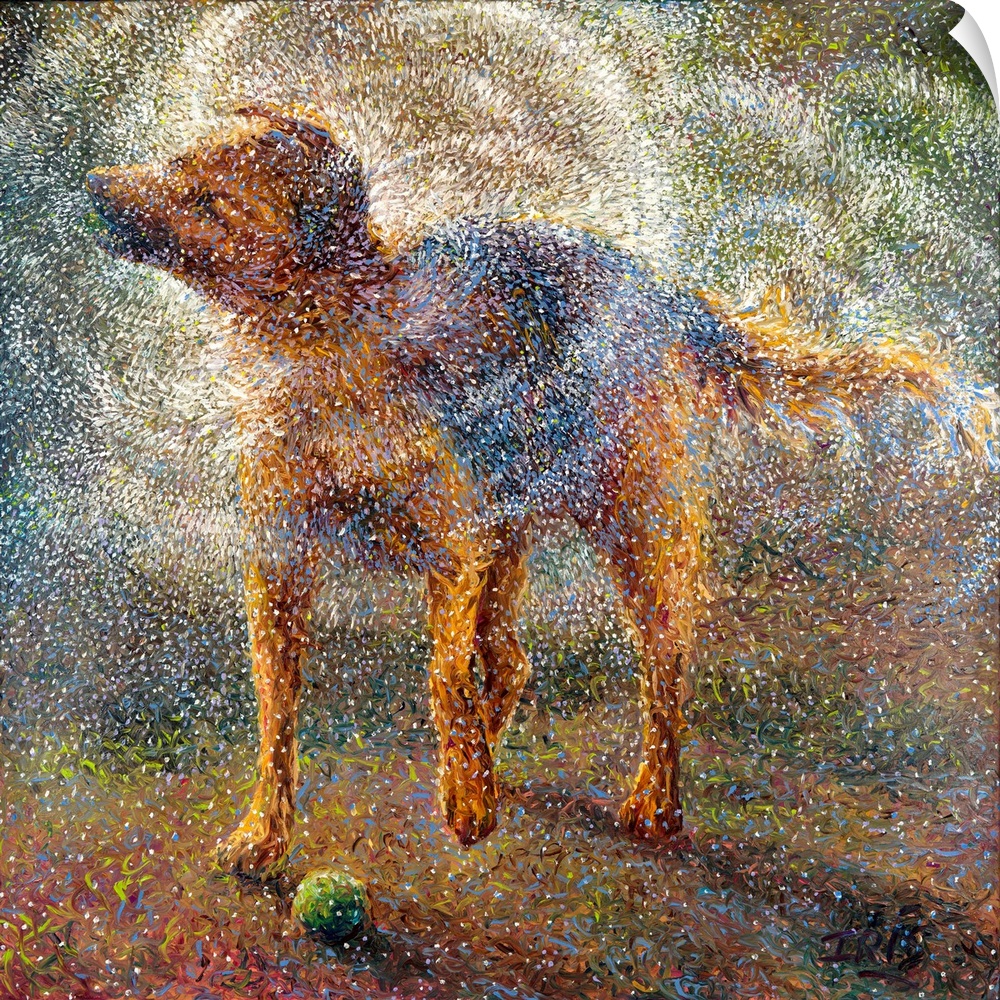 Brightly colored contemporary artwork of a shepherd shaking off water.