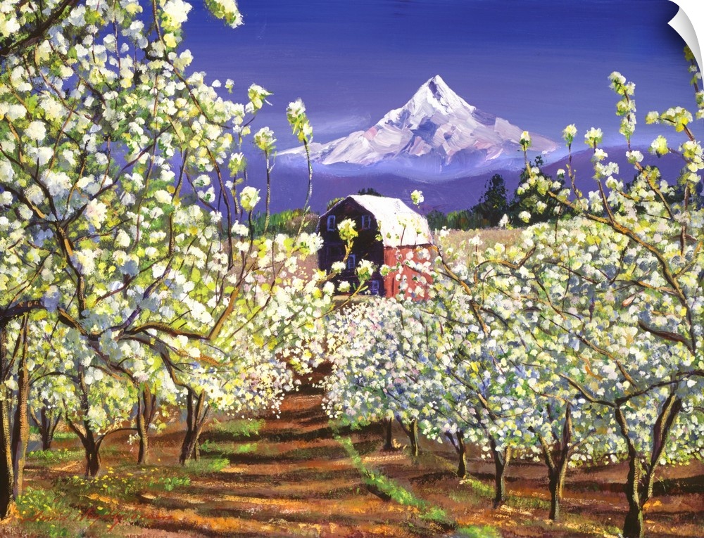 An apple orchard in spring bloom. Mount Hood forms the backdrop.
