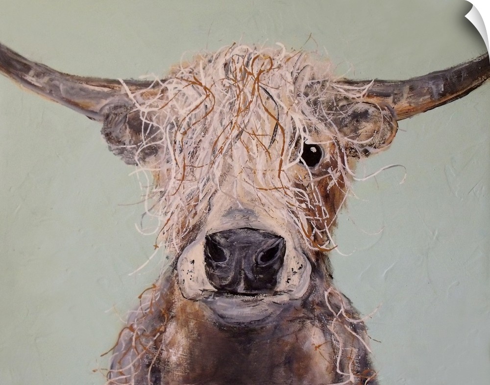 Portrait of a cow with shaggy hair and long horns.