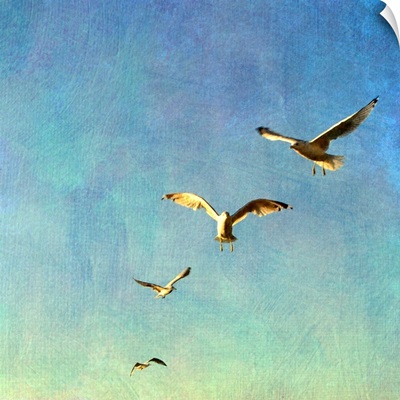 Gulls Flying