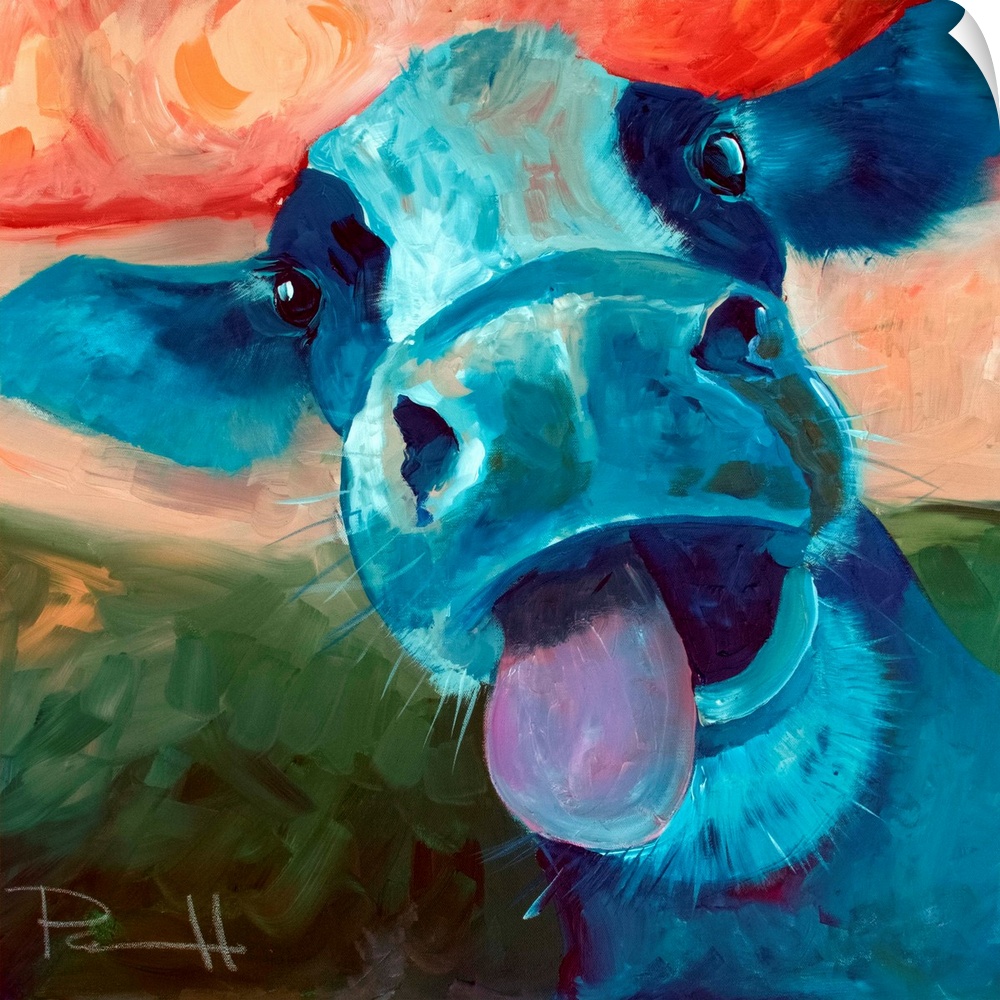 Portrait of a blue cow sticking out its tongue.