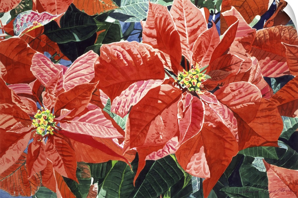 Painting of large poinsettia flowers with broad red petals.