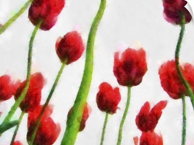 Red Tulips from the Bottom Up II