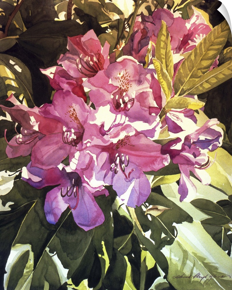 Painting of a group of pink rhododendrons.