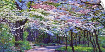 Spring Blossom Pathway
