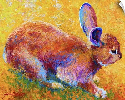 Cottontail I