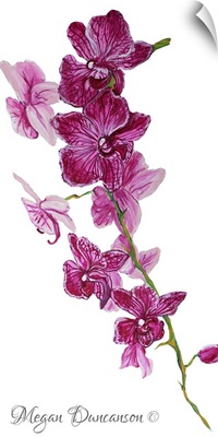 Pink Orchid I