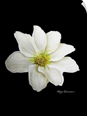 White Flower I