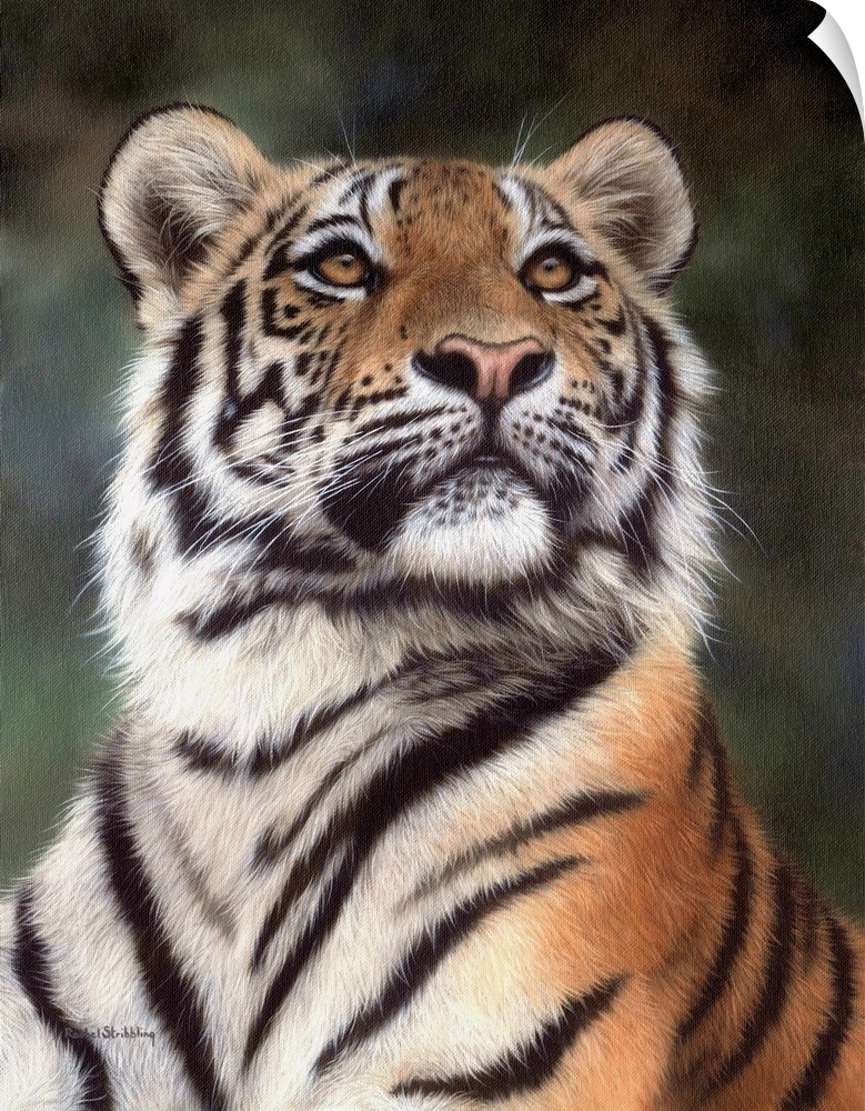 Portrait of an Amur tiger looking up.