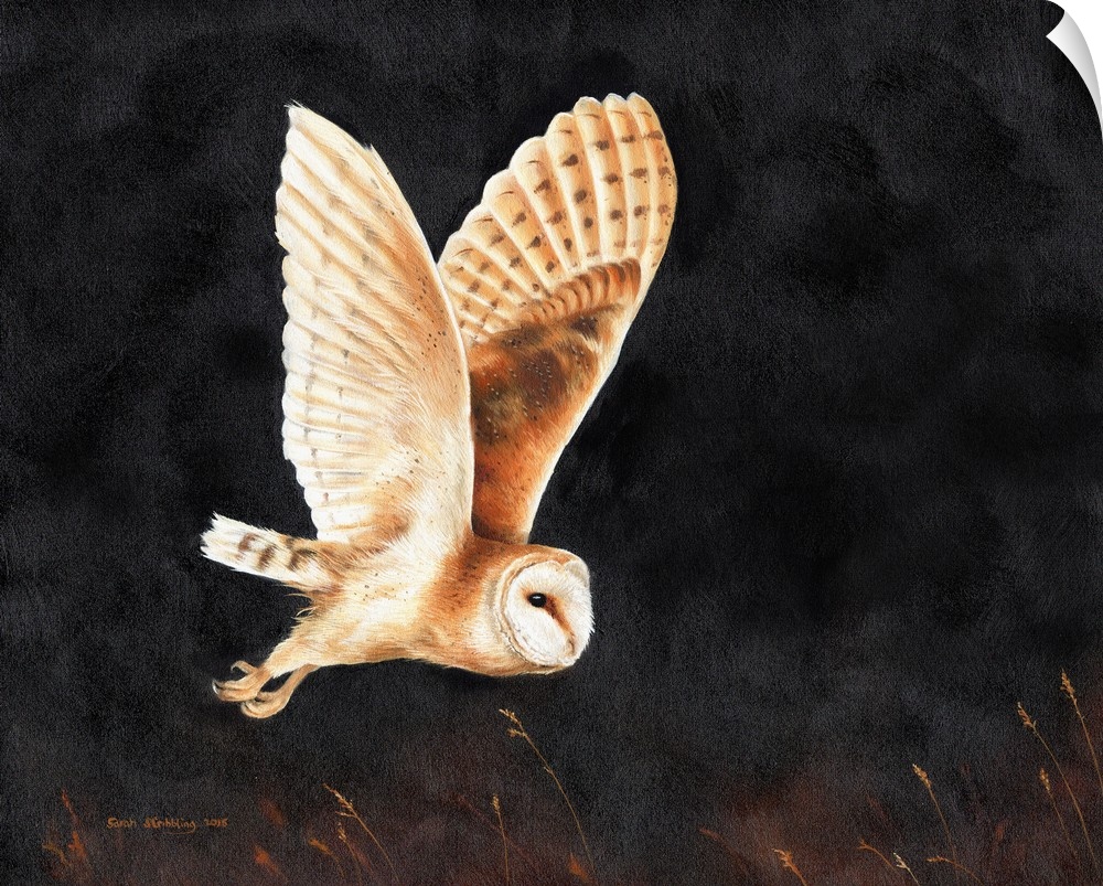 Oil painting of a Barn owl in flight.