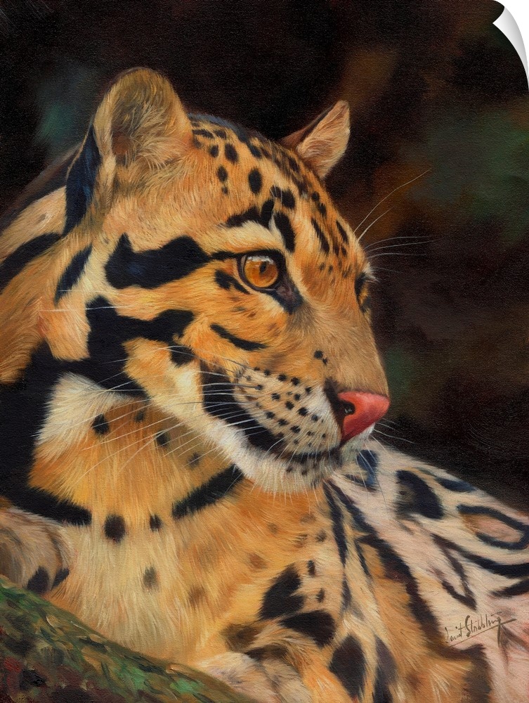 Contemporary painting of a clouded leopard looking at something with intent.