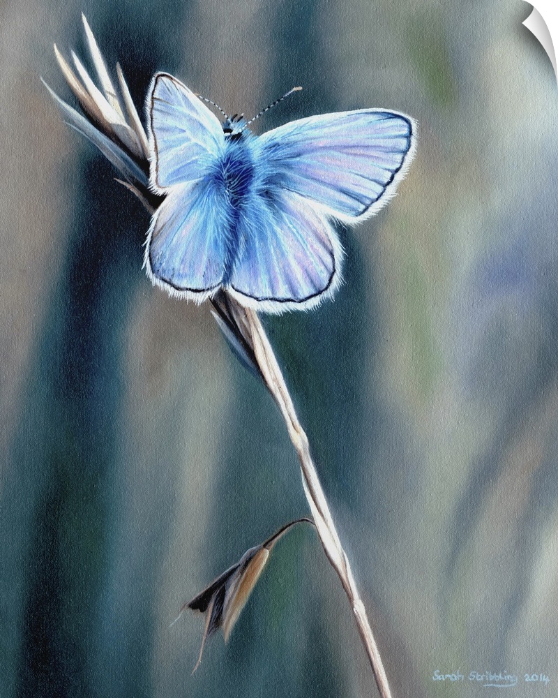 Oil on canvas painting of a common blue butterfly.