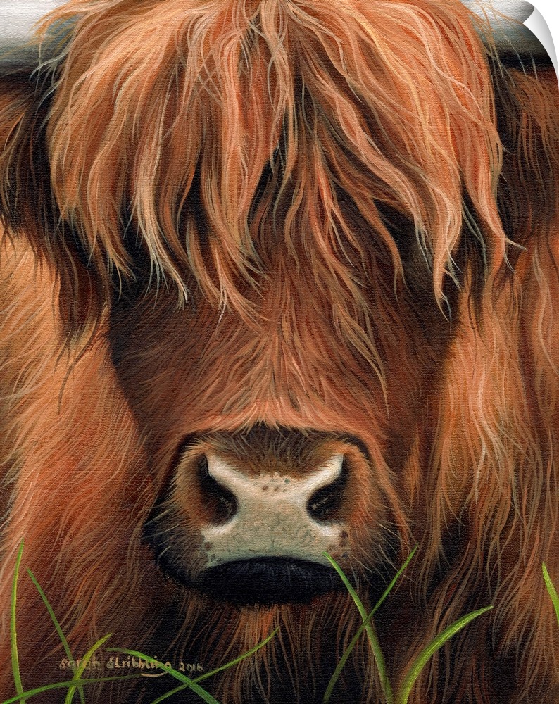 Portrait of a highland cow with shaggy fur.