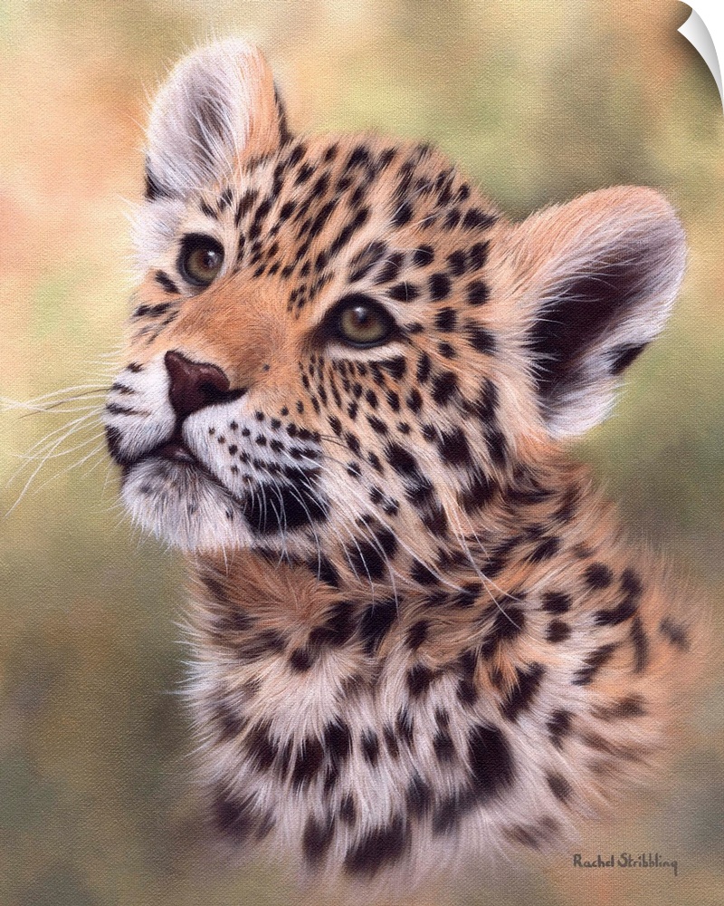 Portrait of a jaguar cub looking up.