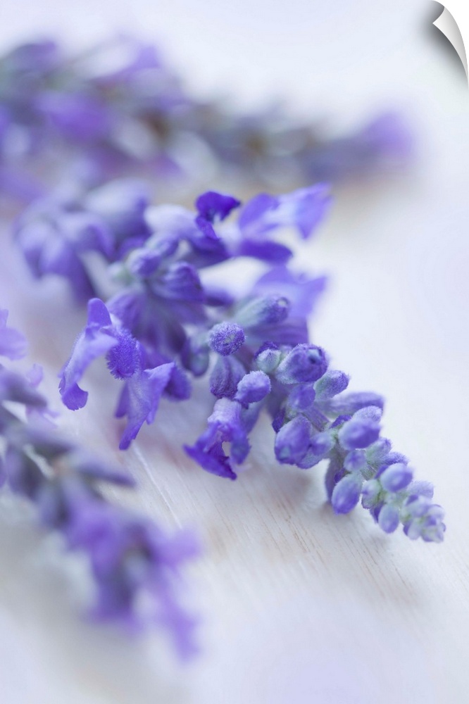 Lavender Close-up