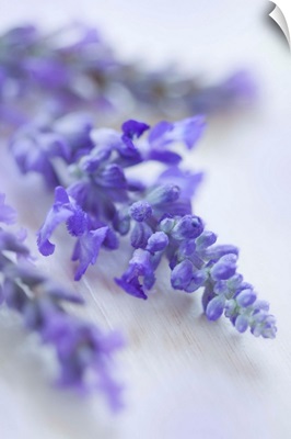 Lavender Close-Up