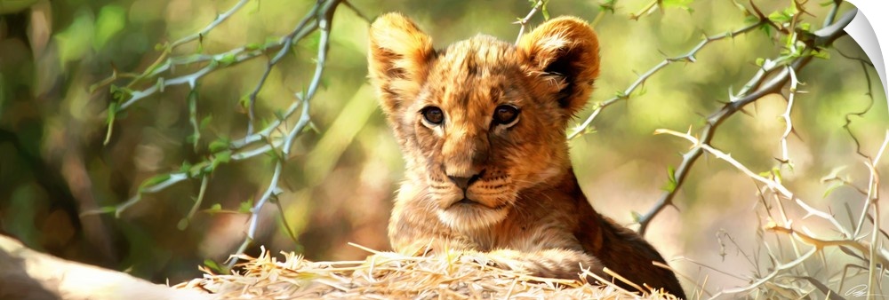 Contemporary animal art of a baby lion ready to pounce on its prey.