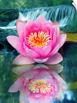 Love Lotus