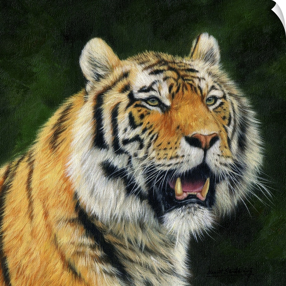 Mature Amur Tiger (also known as Siberian Tiger), largest of the big cats. Oil on canvas.