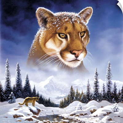 Mountain Lion