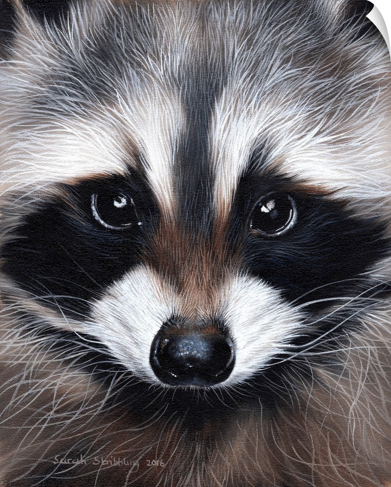 Portrait of a cute raccoon with large eyes.