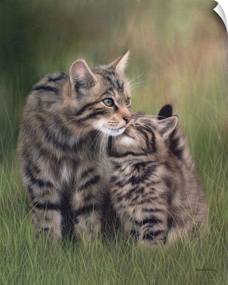 Scottish wildcats nuzzling each other in the grass.