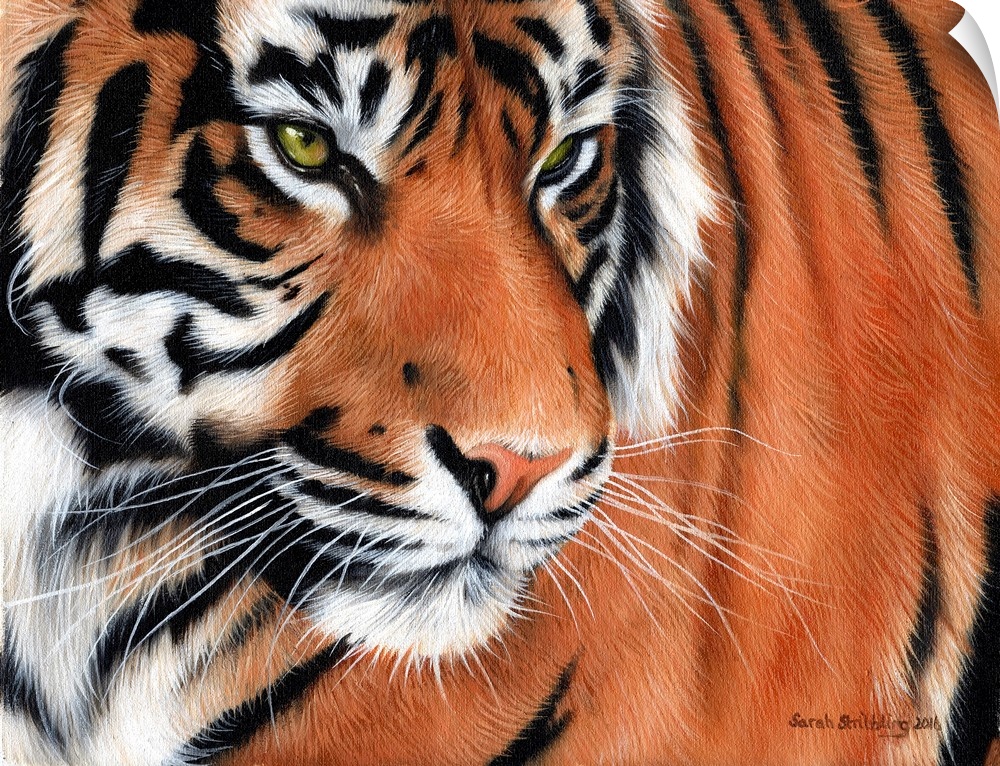 Portrait of an intense-looking tiger.