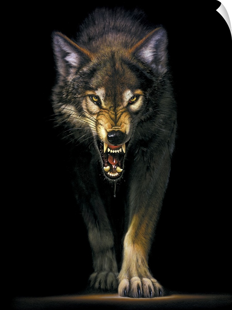 Portrait, large wall picture of a fierce wolf approaching out of the darkness, his lips curled back to reveal large, gnash...