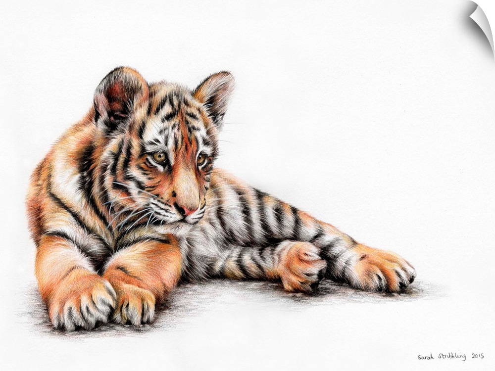 Tiger cub drawn in colored pencils.