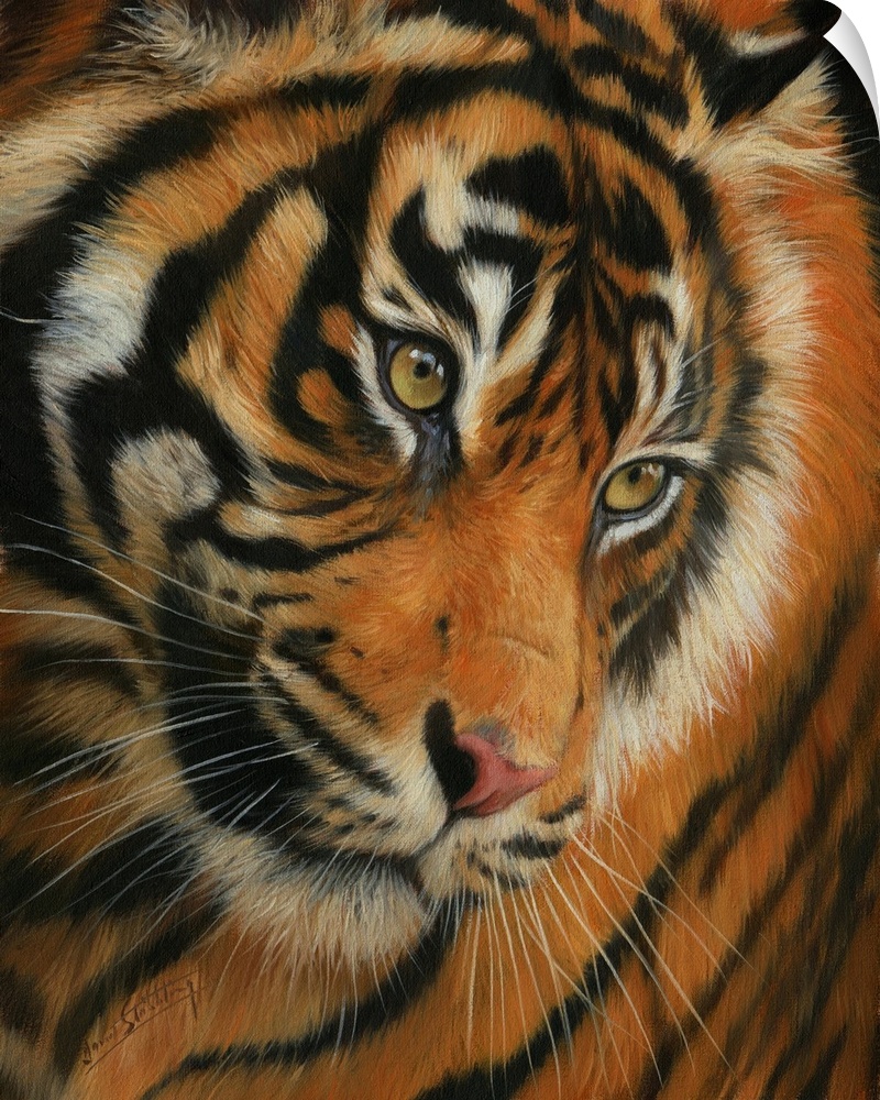 Contemporary painting of a Siberian tiger staring at something with intent.