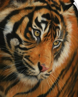 Tiger Face Portrait
