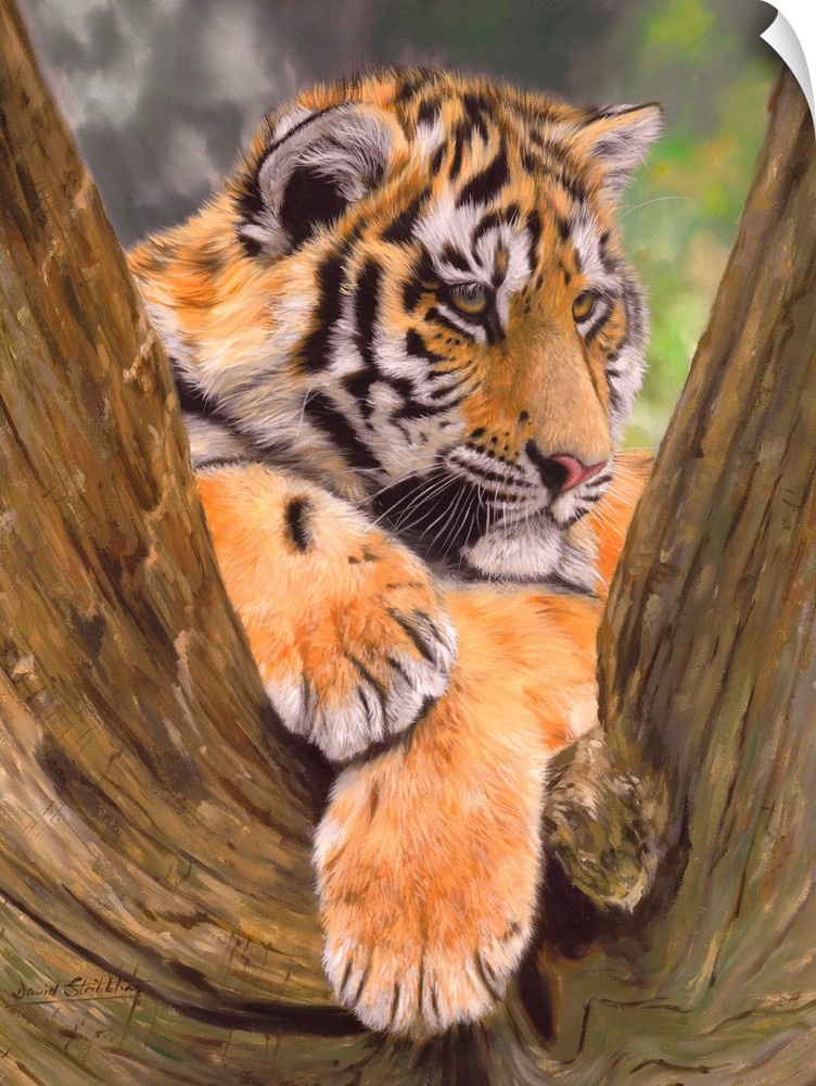 Amur Tiger cub resting in crook of tree. Oil on canvas